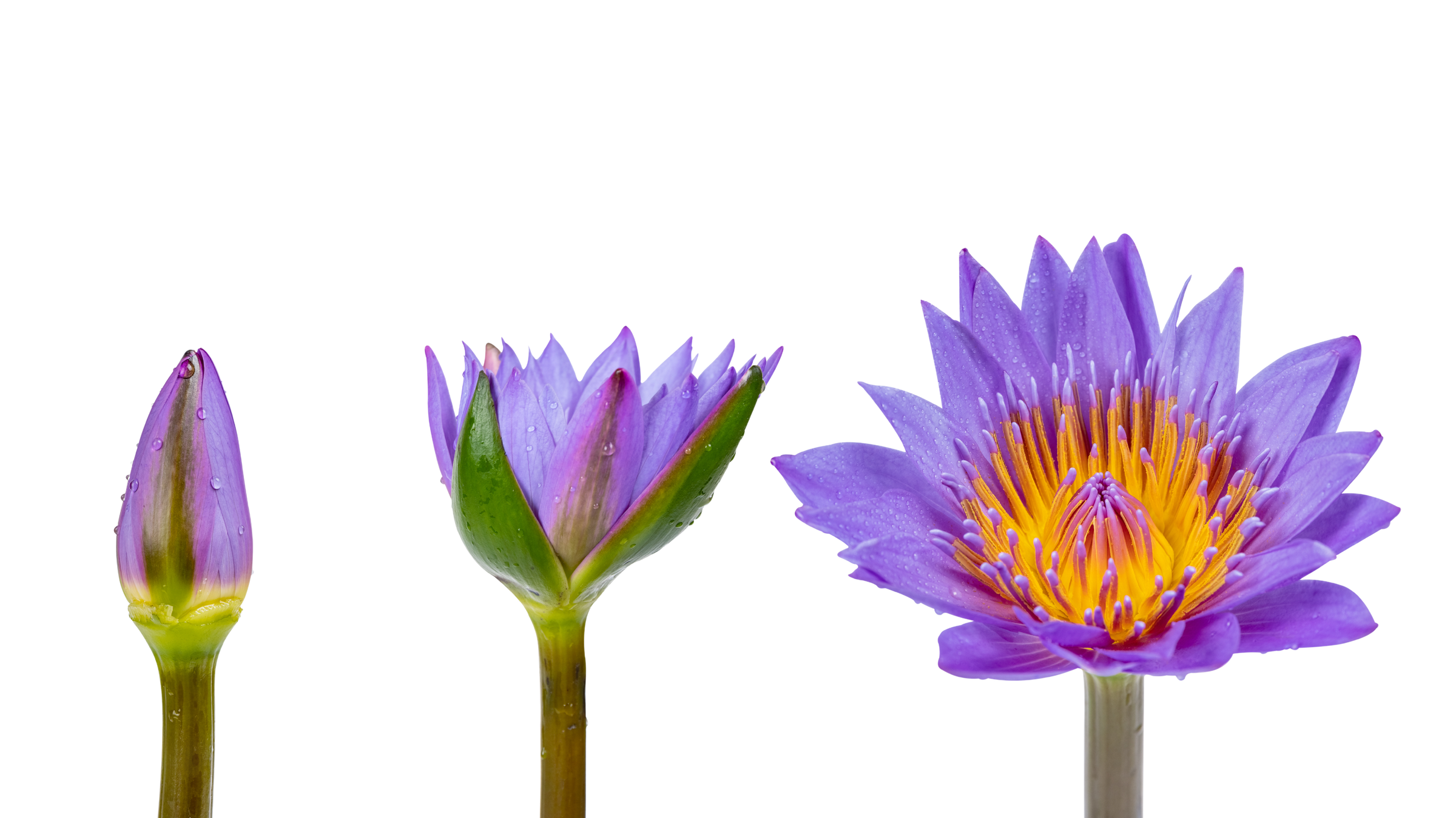 Lotus flower blooming in three stages