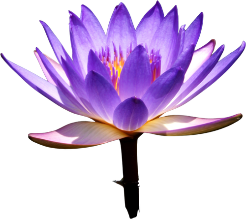 The Wellness Co. lotus flower